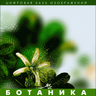 Ботаника. (Цифровая база изображений) - fgospostavki.ru - Балашиха