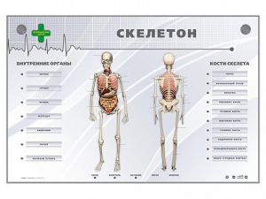 Электрифицированный стенд-тренажер "Скелетон" - fgospostavki.ru - Балашиха