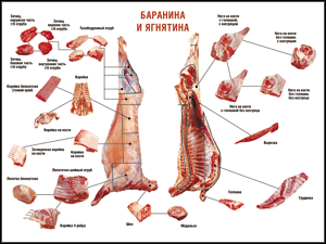 Таблица "Правила разделки мясных туш. Баранина и ягнятина" (100х140 сантиметров, винил) - fgospostavki.ru - Балашиха