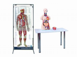 Интерактивный учебный комплекс "Анатомический атлас 3D" - fgospostavki.ru - Балашиха