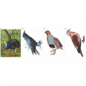 Модель-аппликация Многообразие хордовых. Птицы  - fgospostavki.ru - Балашиха