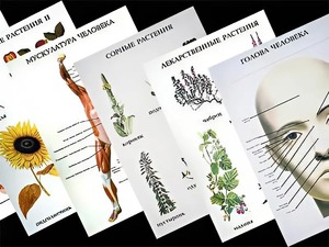 Таблицы по природоведению 1-3 класс (46 штук, формат А2) - fgospostavki.ru - Балашиха