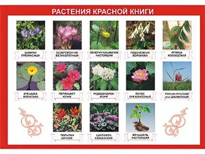 Таблица демонстрационная "Растения Красной книги" (винил 70*100) - fgospostavki.ru - Балашиха