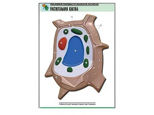 Рельефная таблица "Растительная клетка" (формат А1, матовое ламинирование) - fgospostavki.ru - Балашиха