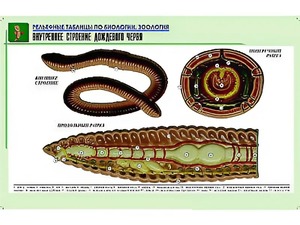 Рельефная таблица "Внутреннее строение дождевого червя" (формат А1, матовое ламинирование) - fgospostavki.ru - Балашиха