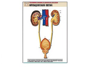Рельефная таблица "Мочевыделительная система" (формат А1, матовое ламинирование) - fgospostavki.ru - Балашиха
