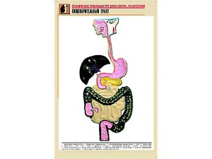 Рельефная таблица "Пищеварительный тракт" (формат А1, матовое ламинирование) - fgospostavki.ru - Балашиха