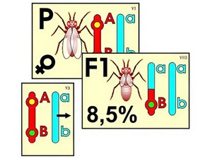 Модель-аппликация "Перекрест хромосом" (ламинированная) - fgospostavki.ru - Балашиха