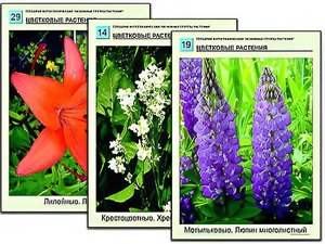 Гербарий фотографический "Основные группы растений" - fgospostavki.ru - Балашиха