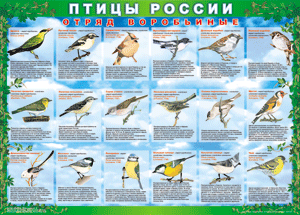 Комплект таблиц "Птицы России (4 листа)" (100х140 сантиметров, винил) - fgospostavki.ru - Балашиха