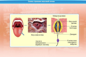 Интерактивные курсы. Биология 10 класс. Расширенный. - fgospostavki.ru - Балашиха