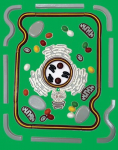 Модель-аппликация "Строение клетки" (набор из 54 пластмассовых фигур) - fgospostavki.ru - Балашиха