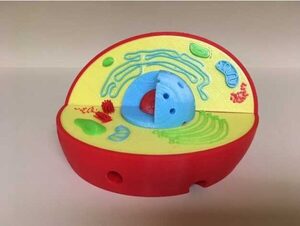 Модель растительной клетки - fgospostavki.ru - Балашиха