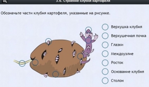 Интерактивные курсы. Биология 6 класс. Расширенный - fgospostavki.ru - Балашиха