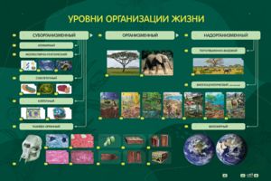 Электрифицированный стенд "Уровни организации жизни" - fgospostavki.ru - Балашиха