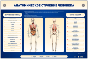 Электрифицированный стенд-тренажер c макетом скелета "Анатомическое строение человека" - fgospostavki.ru - Балашиха