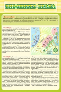 Стенд "Биосинтез белка" - fgospostavki.ru - Балашиха