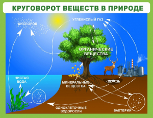 Стенд "Круговорот веществ" - fgospostavki.ru - Балашиха