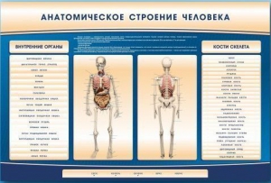 Электрифицированный стенд-тренажер c макетом скелета "Анатомическое строение человека" - fgospostavki.ru - Балашиха