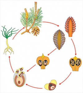 Модель-аппликация Размножение сосны - fgospostavki.ru - Балашиха