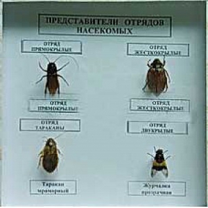 Коллекция энтомологическая "Представители отряда насекомых" - fgospostavki.ru - Балашиха