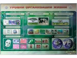 Электрифицированный стенд "Уровни организации жизни" - fgospostavki.ru - Балашиха