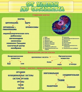 Стенд "От клетки до организма" - fgospostavki.ru - Балашиха