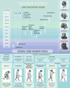 Стенд "Эволюция человека" Вариант 1 - fgospostavki.ru - Балашиха