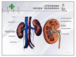 Стенд "Строение почки человека" - fgospostavki.ru - Балашиха