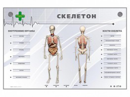 Электрифицированный стенд-тренажер "Скелетон" - fgospostavki.ru - Балашиха