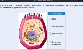 Интерактивные курсы. Биология 8 класс. Базовый - fgospostavki.ru - Балашиха