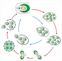 Модель-аппликация Размножение одноклеточной водоросли - fgospostavki.ru - Балашиха
