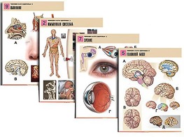 Комплект таблиц по биологии демонстрационных "Человек и его здоровье 2" (10 таблиц, формат А1, ламинированные) - fgospostavki.ru - Балашиха