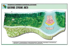 Рельефная таблица "Клеточное строение листа" (формат А1, матовое ламинирование) - fgospostavki.ru - Балашиха