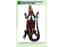 Рельефная таблица "Внутреннее строение ящерицы" (формат А1, матовое ламинирование) - fgospostavki.ru - Балашиха