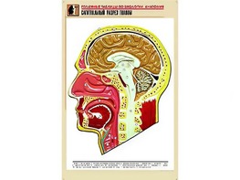 Рельефная таблица "Сагиттальный разрез головы" (формат А1, матовое ламинирование) - fgospostavki.ru - Балашиха