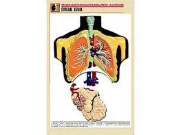 Рельефная таблица "Строение легких" (формат А1, матовое ламинирование) - fgospostavki.ru - Балашиха
