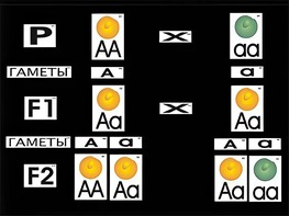 Модель-аппликация "Моногибридное скрещивание" (ламинированная) - fgospostavki.ru - Балашиха