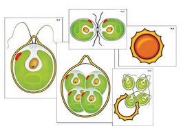 Модель-аппликация "Размножение одноклеточной водоросли" (ламинированная) - fgospostavki.ru - Балашиха