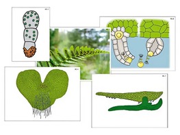 Модель-аппликация "Размножение папоротника" (ламинированная) - fgospostavki.ru - Балашиха