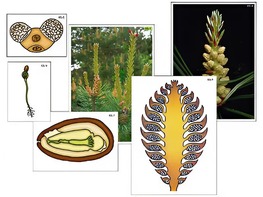Модель-аппликация "Размножение сосны" (ламинированная) - fgospostavki.ru - Балашиха