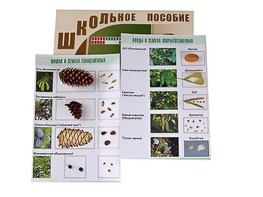 Коллекция "Шишки, плоды, семена деревьев и кустарников" - fgospostavki.ru - Балашиха