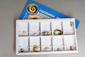 Коллекция "Раковины моллюсков" - fgospostavki.ru - Балашиха