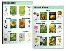 Коллекция "Семена и плоды" - fgospostavki.ru - Балашиха