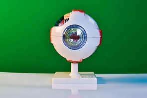 Модель глаза - fgospostavki.ru - Балашиха
