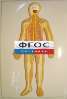 Модель барельефная "Нервная система человека" - fgospostavki.ru - Балашиха