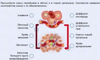 Интерактивные курсы. Биология 9 класс. Расширенный. - fgospostavki.ru - Балашиха