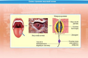 Интерактивные курсы. Биология 10 класс. Расширенный. - fgospostavki.ru - Балашиха