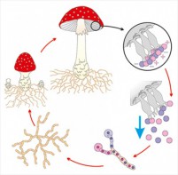 Модель-аппликация Размножение шляпочного гриба - fgospostavki.ru - Балашиха