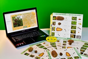 Коллекция натурально-интерактивная "Шишки, плоды, семена деревьев и кустарников" - fgospostavki.ru - Балашиха